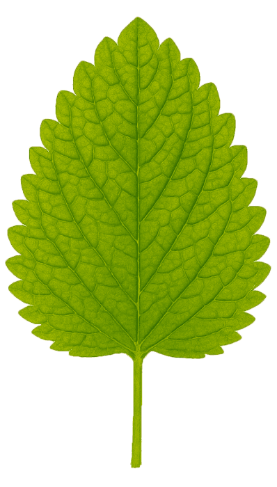 Lemon Balm