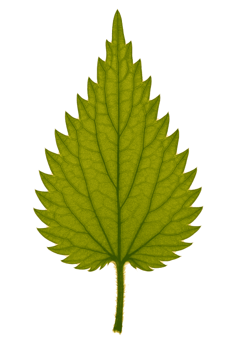 Nettle