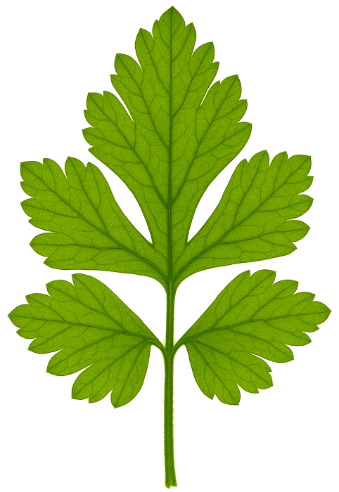 Parsley