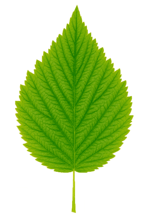 Raspberry Leaf